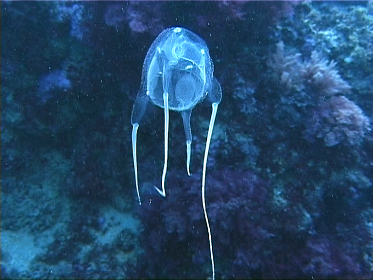 Carybdea marsupialis