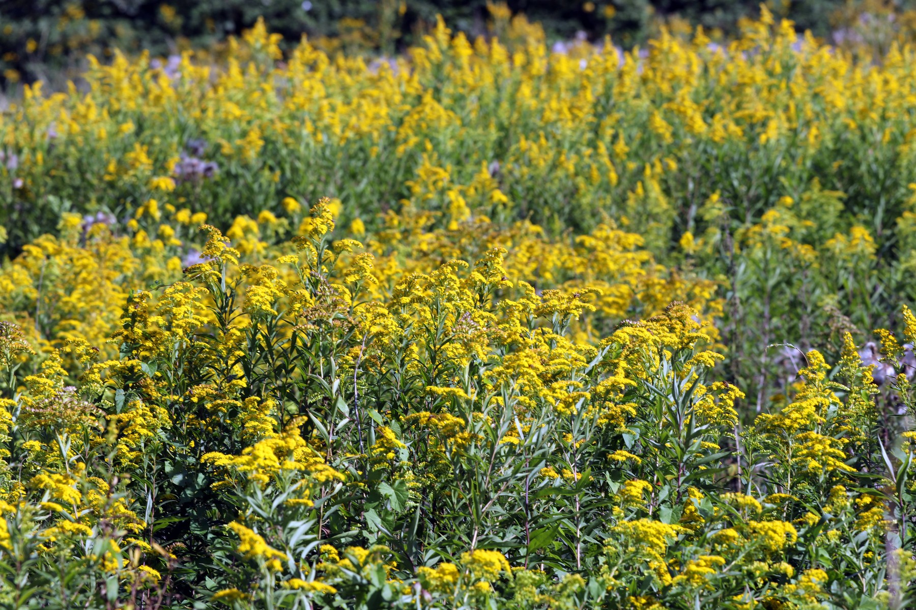 Kanadska zlata rozga, invazivne tujerodne rastline