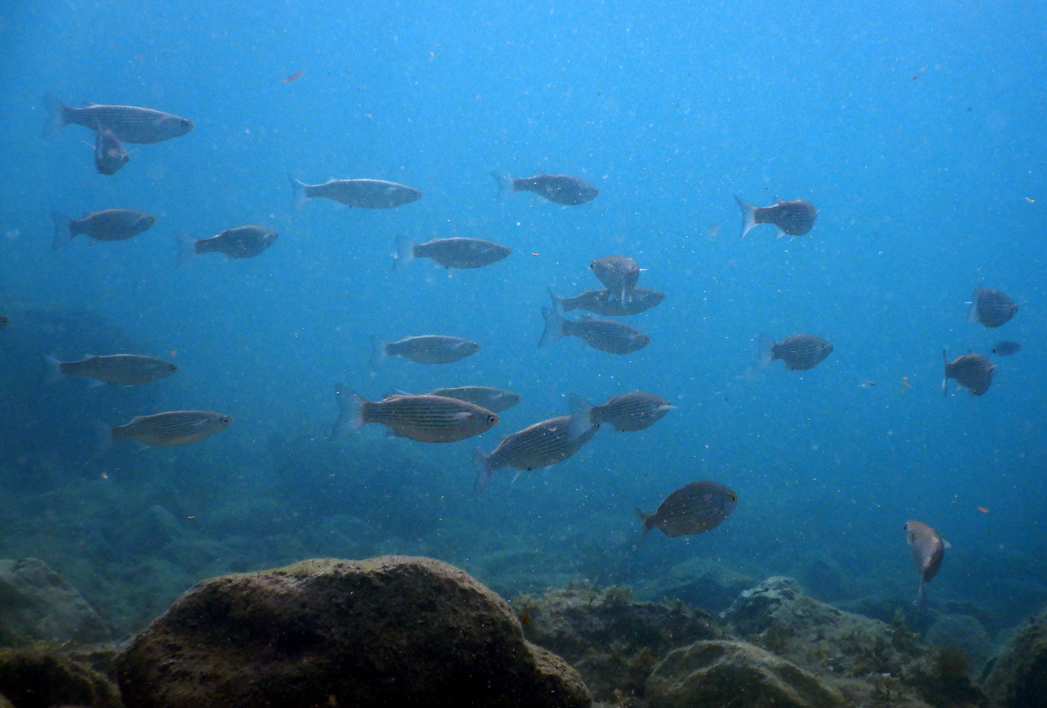 Ciplji Mugilidae Pula morje narava ivali podvodna fotografija