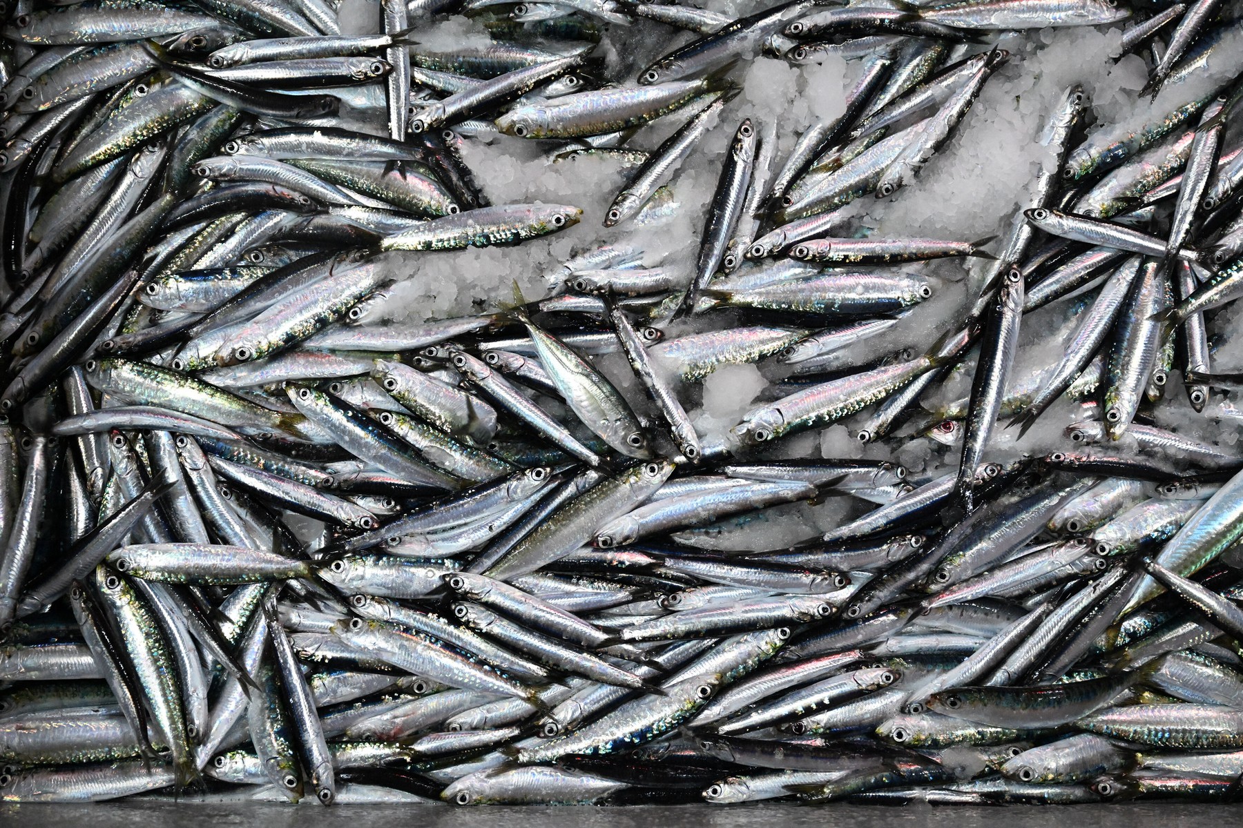 sardine
