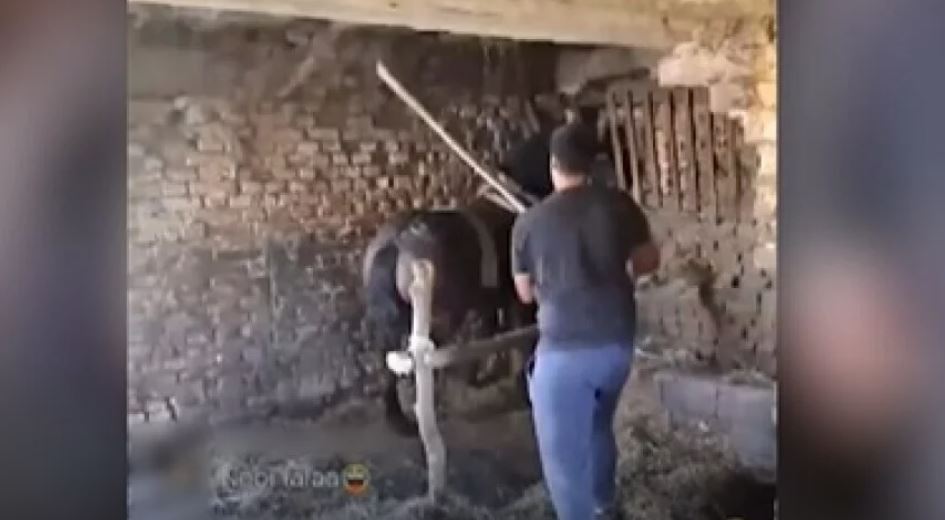 konj, mučenje živali