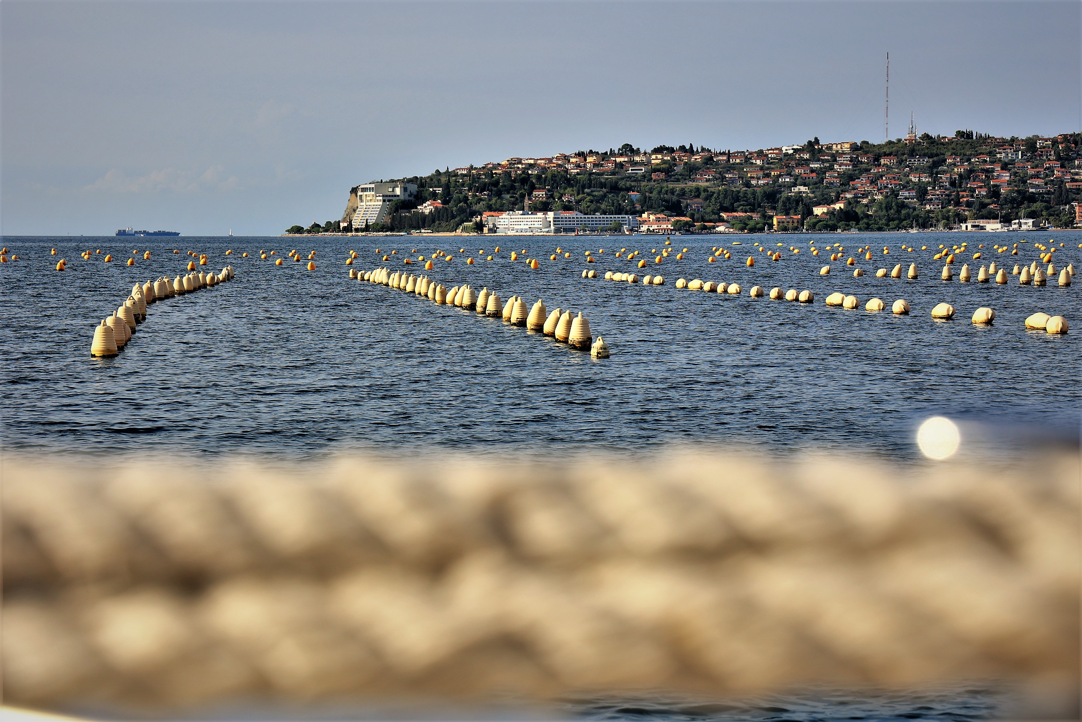 morje, školjčišče, školjke, piran