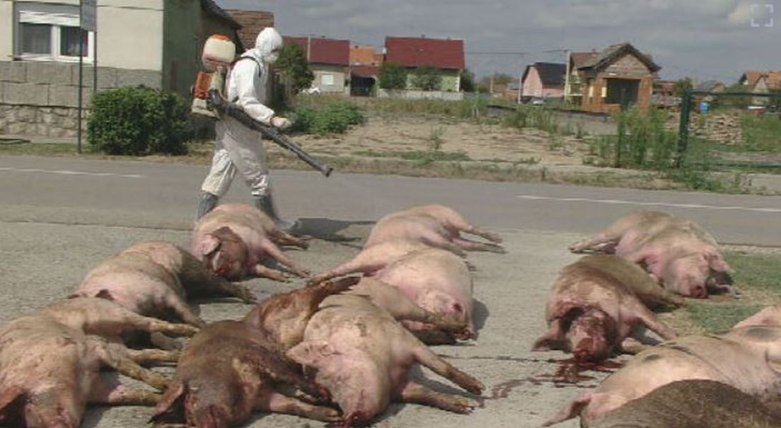 Vijesti u 17/Dnevnik.hr