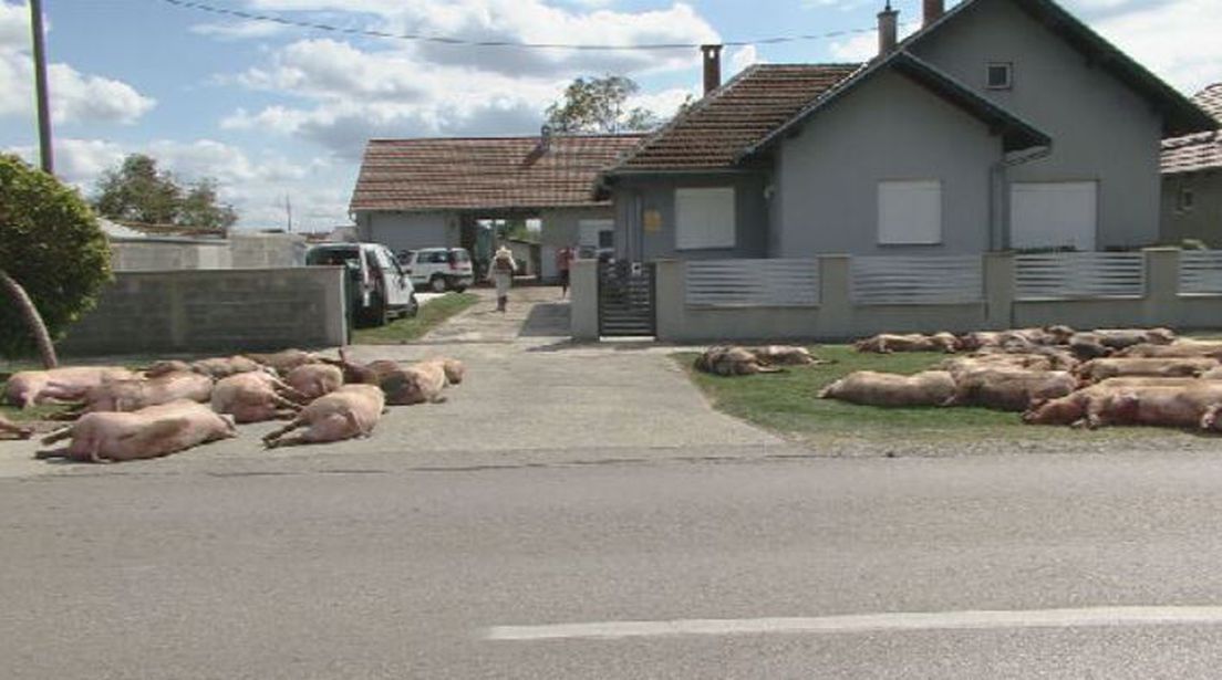 mrtve svinje v slavoniji