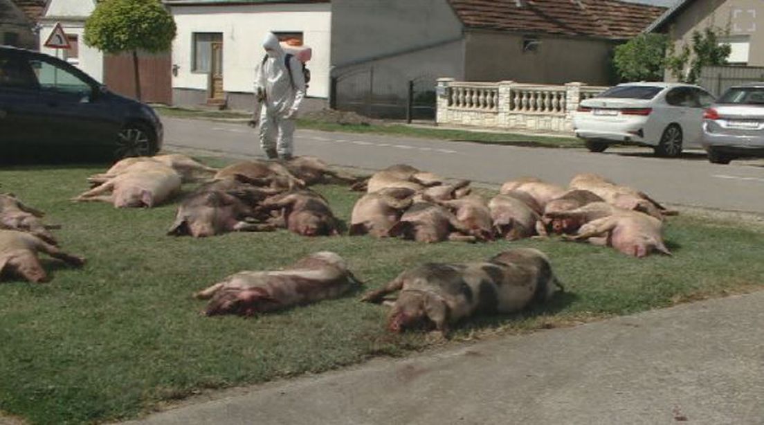 mrtve svinje v slavoniji