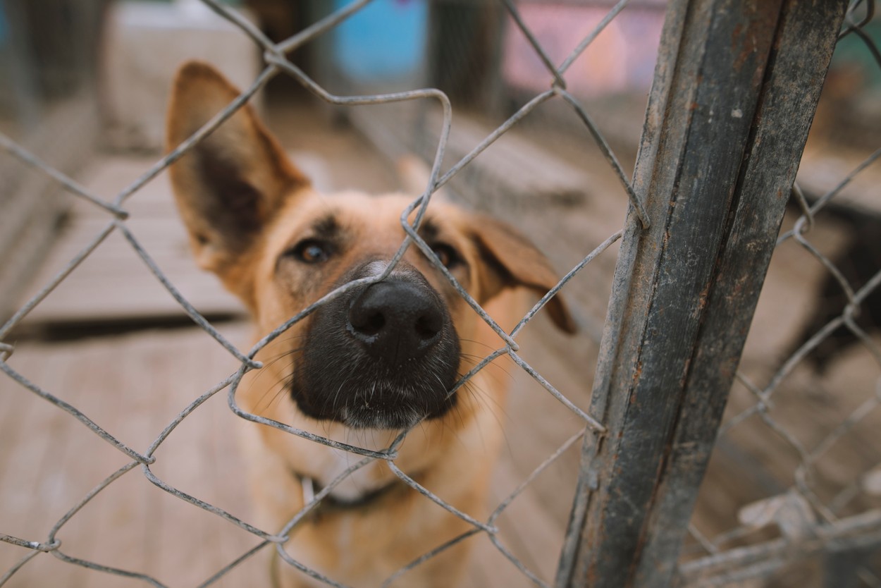 zapuščen pes v zavetišču