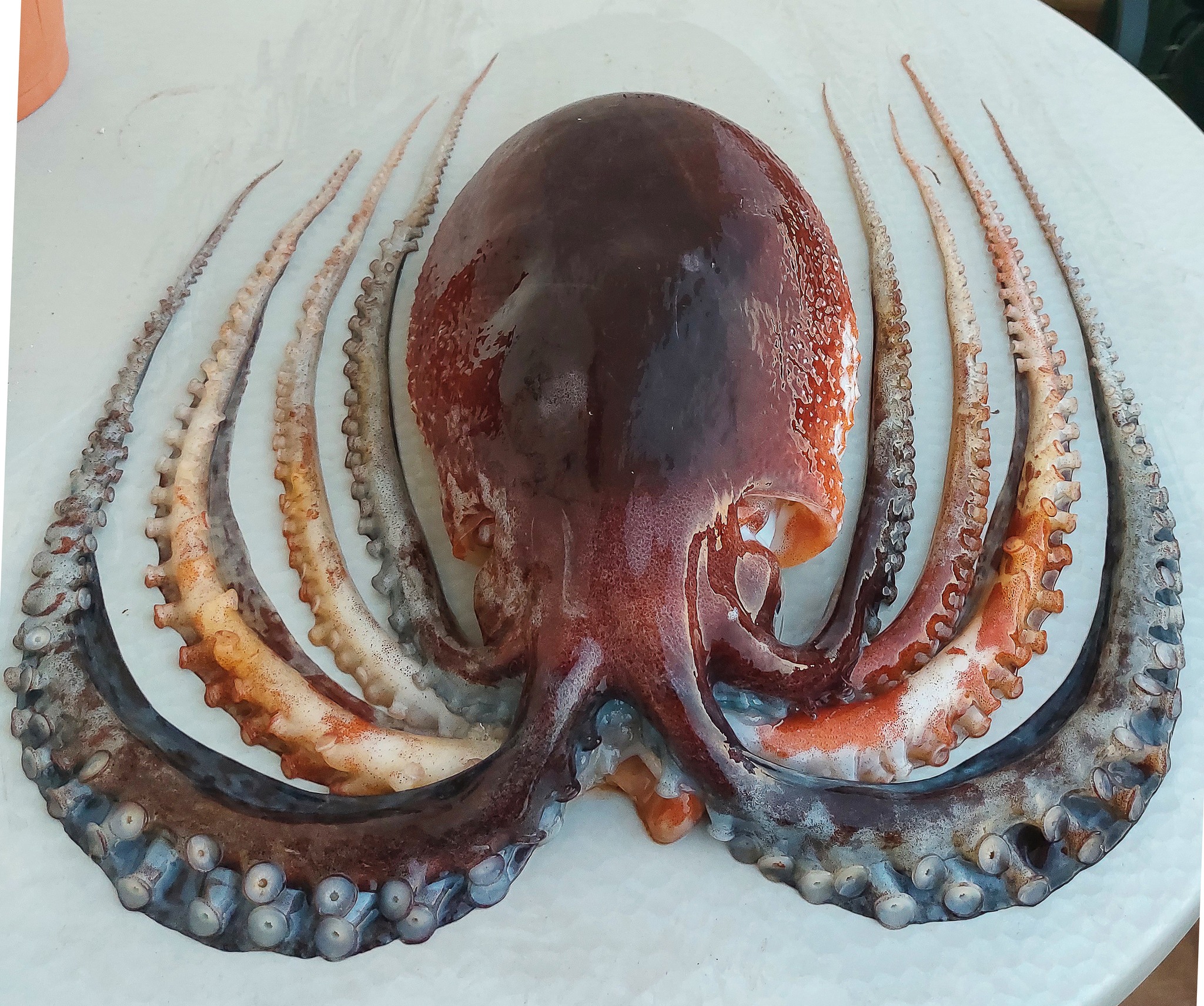 mujača, oktopod, Ocythoe tuberculate, morje, glavonožec, mehkužec, mehkužci, glavonožci