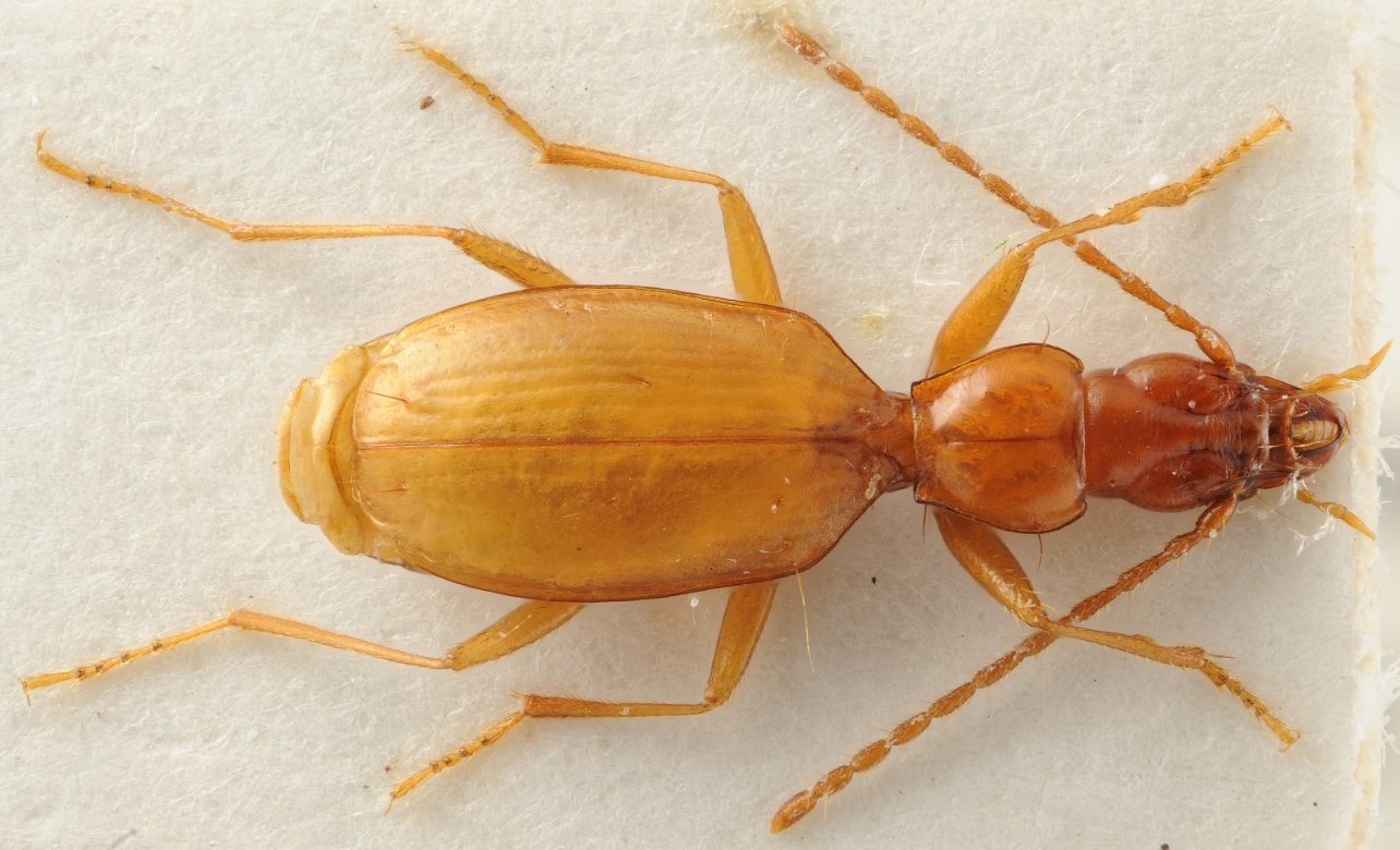 hitlerjev brezokec, Anophthalmus hitleri, jamski hrošč, Adolf Hitler