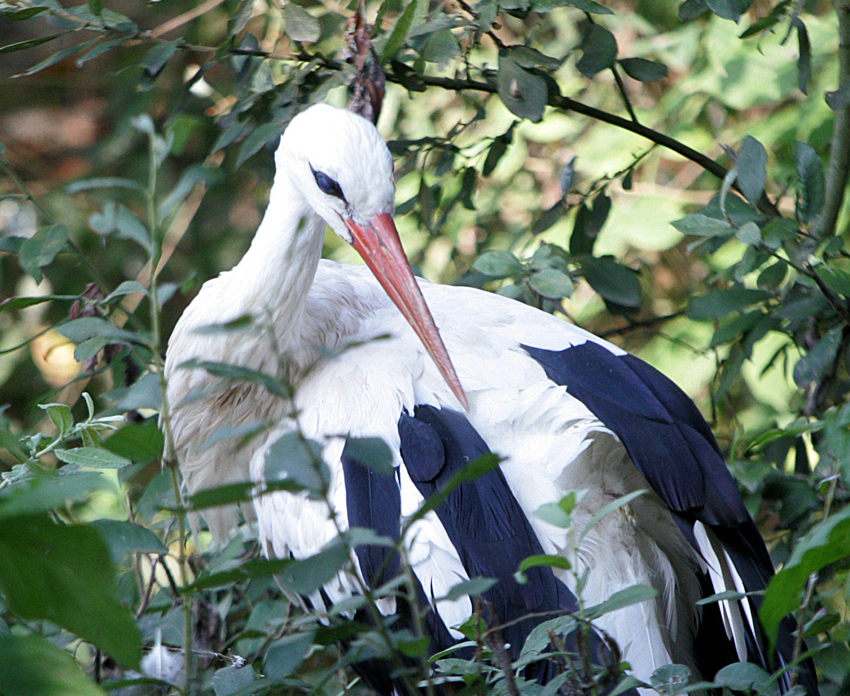štorklja, ZOO Ljubljana