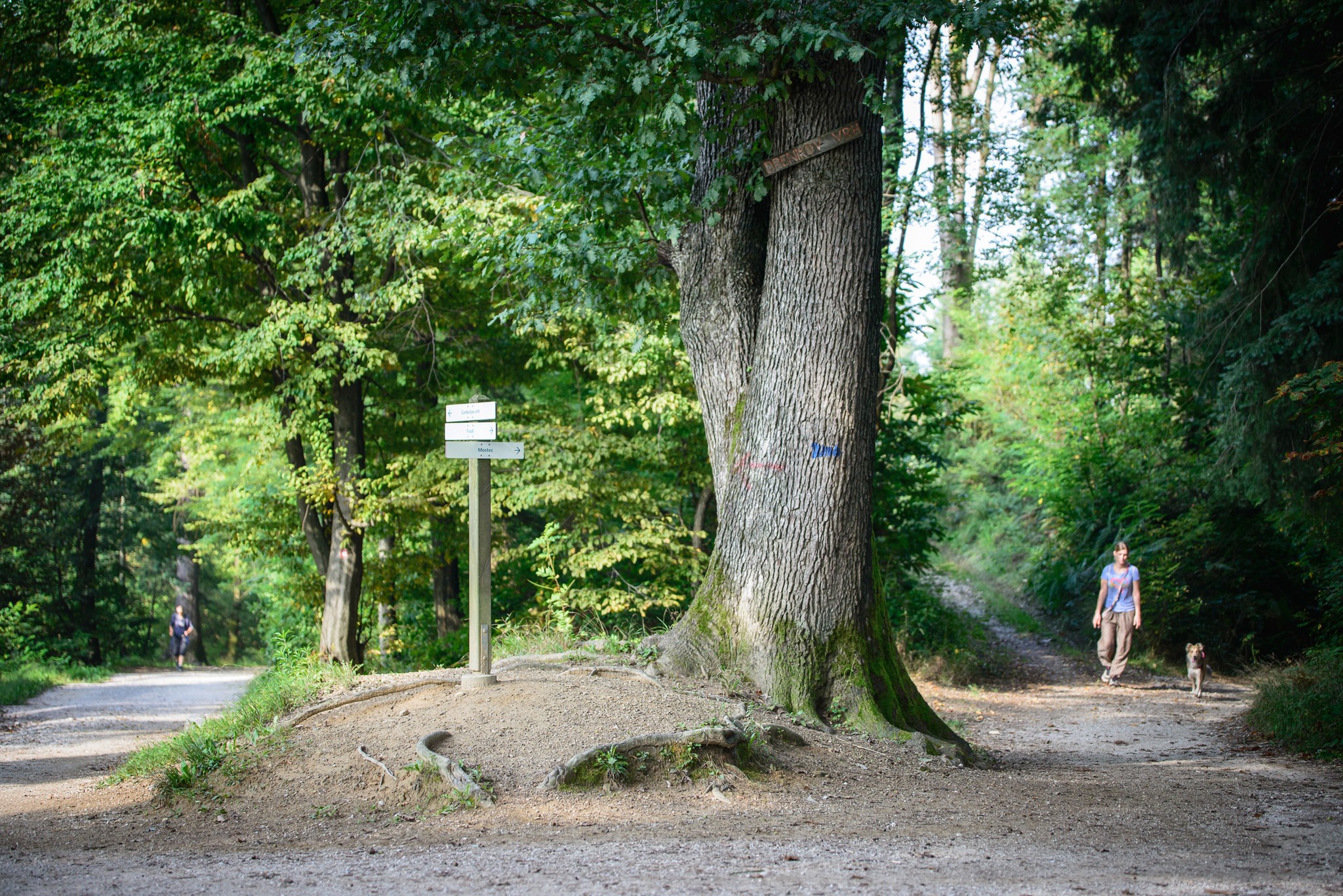 Hrast pod Šišenskim hribom