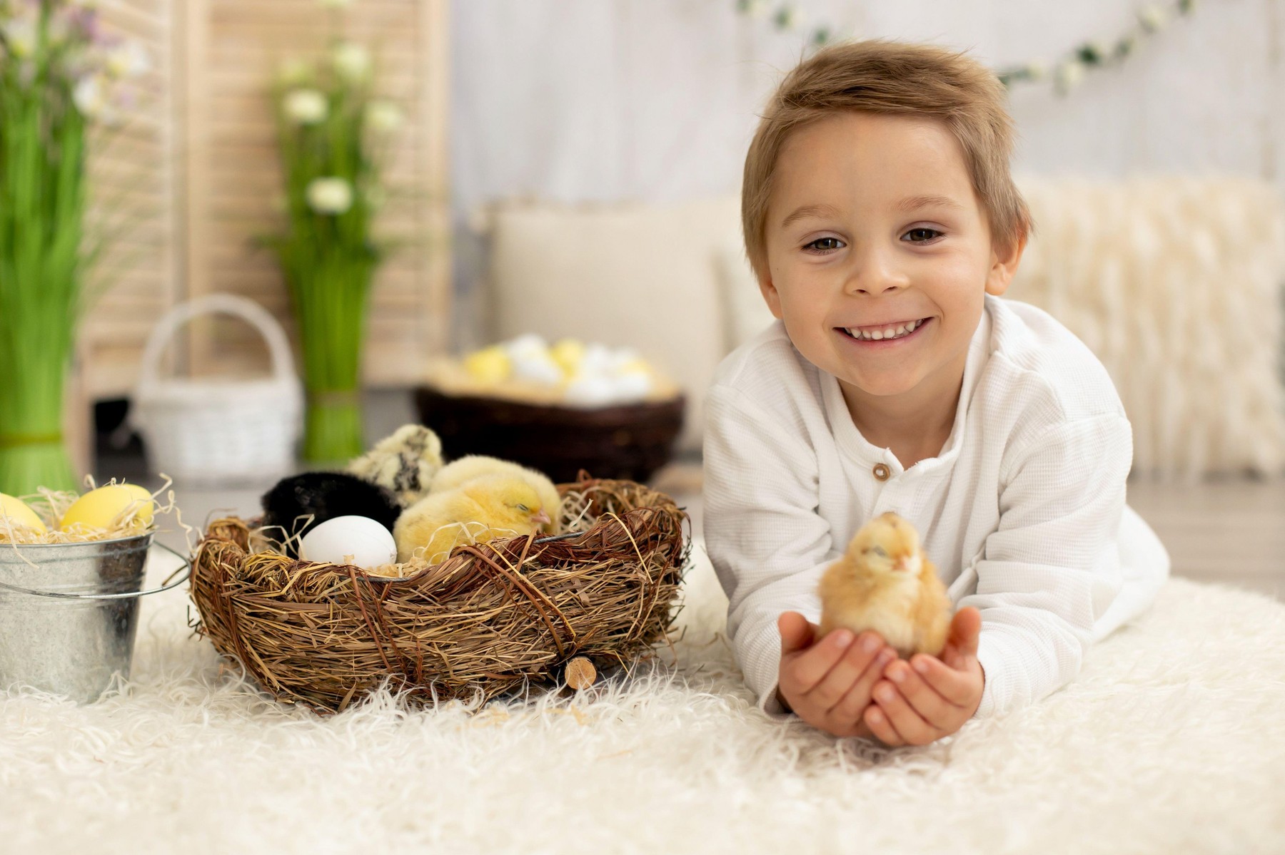 piščanci, deček, fantek, otrok