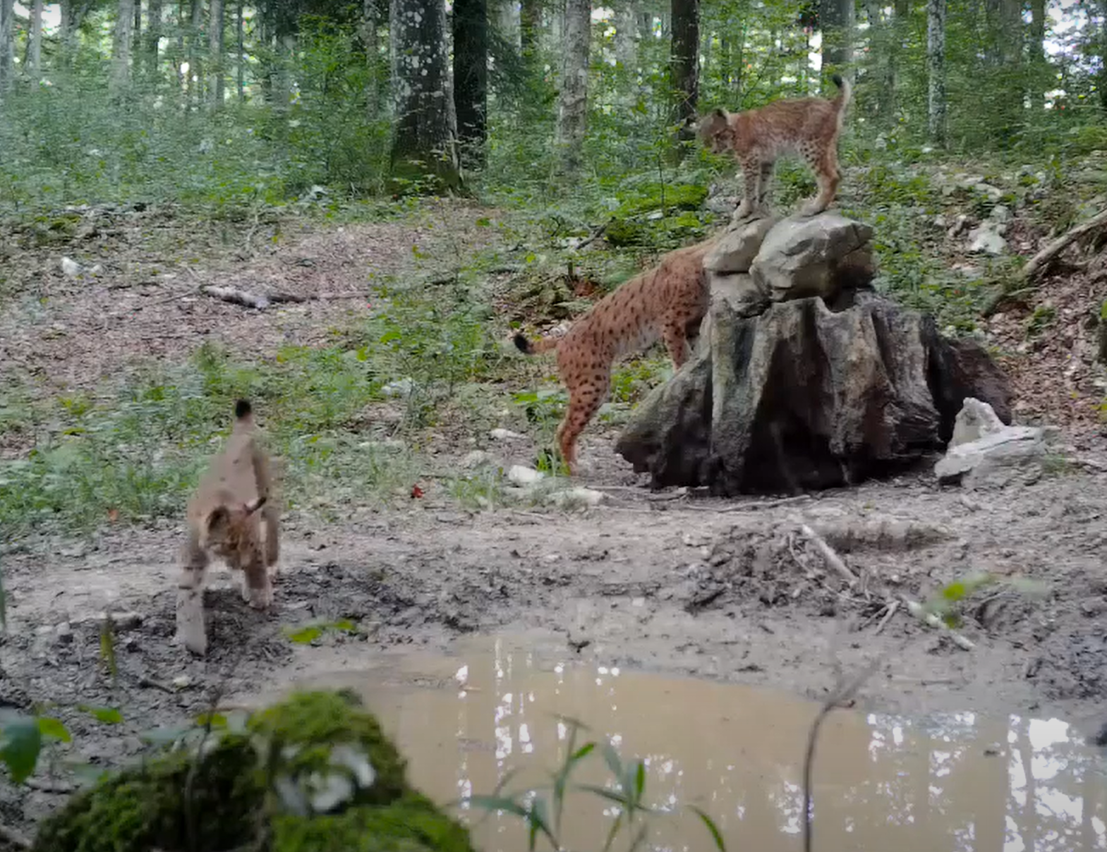 risi, risji mladički, risinja teja