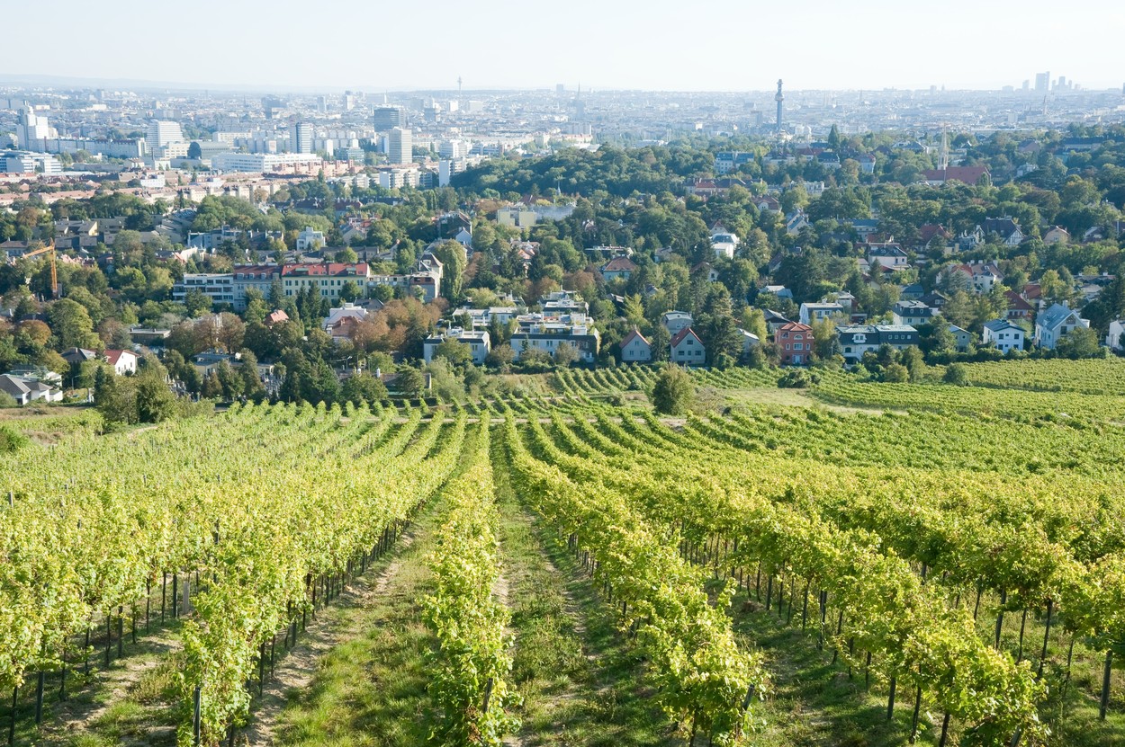 Dunaj, vinogradi