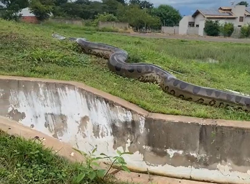 anakonda, Brazilija