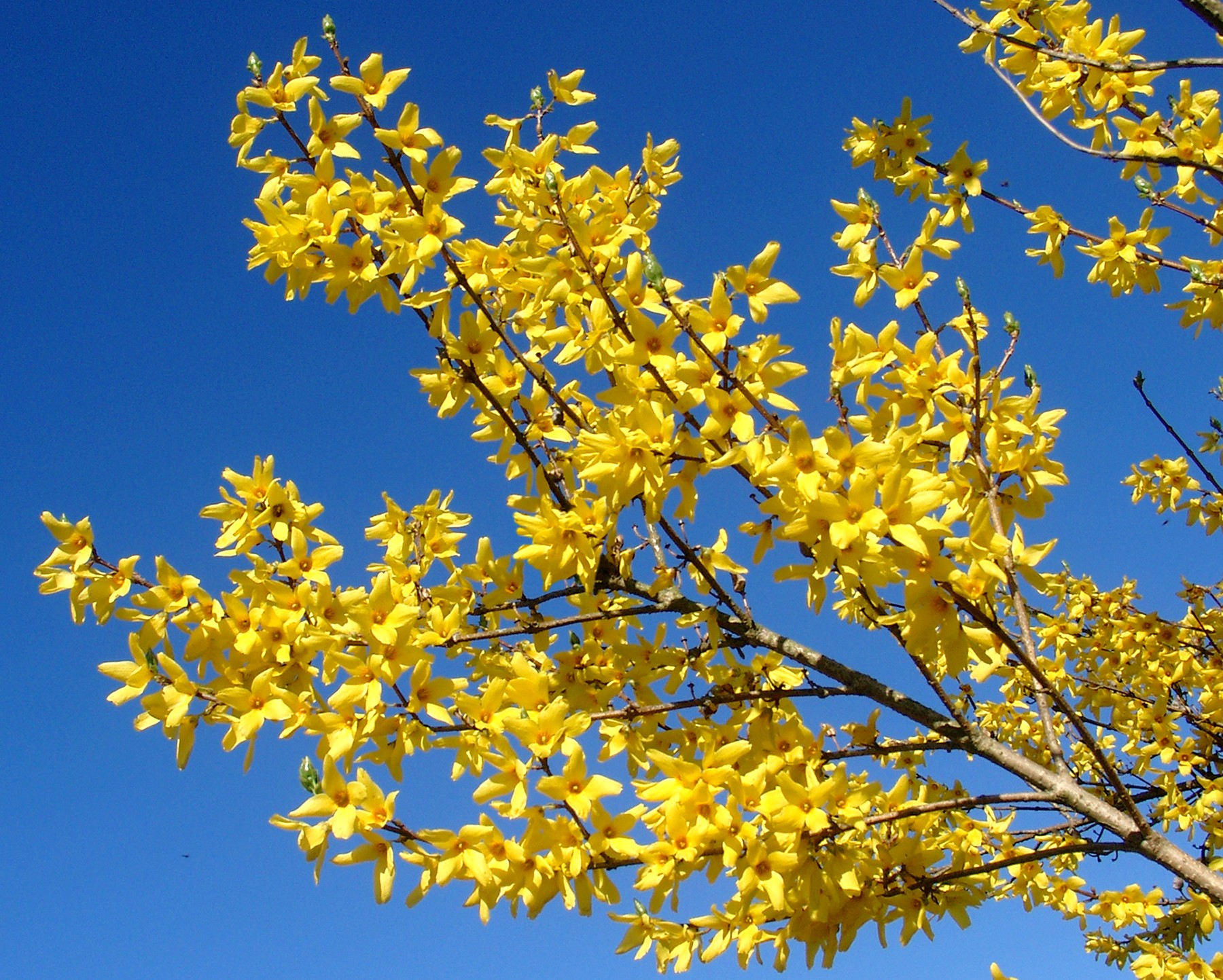 forzicija, grm, cvet