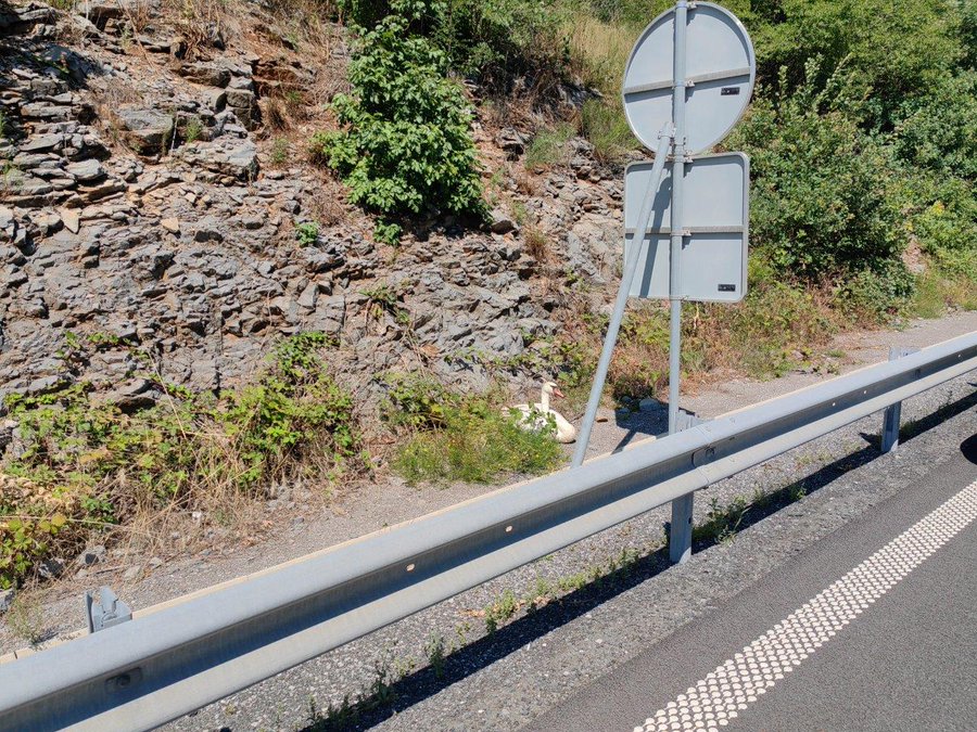 Labod ob kraški avtocesti