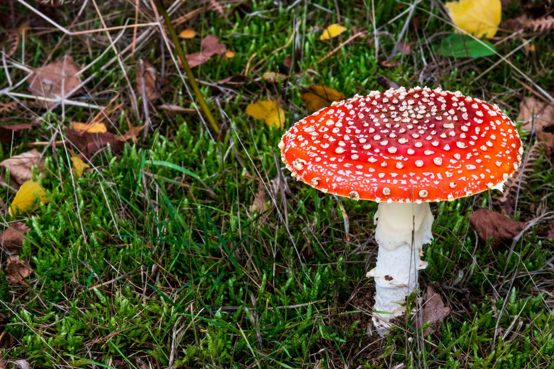 rdeča mušnica, strupena goba