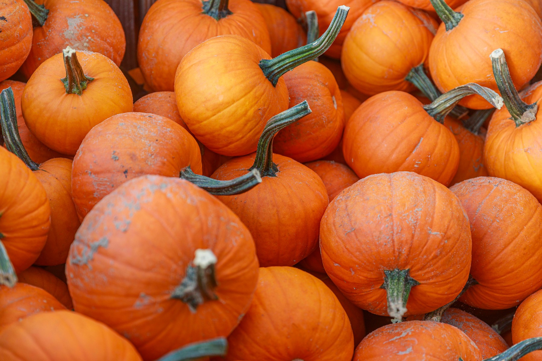 jedilna buča, jedilne buče