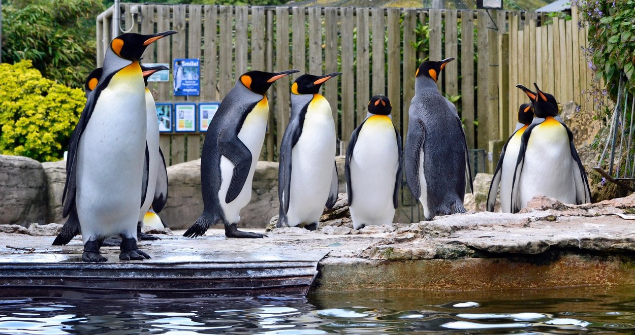 King Penguins in the Penguin Enclosure at Birdland Park and Gardens in Bourton-on-the-Water, Gloucestershire, UK
