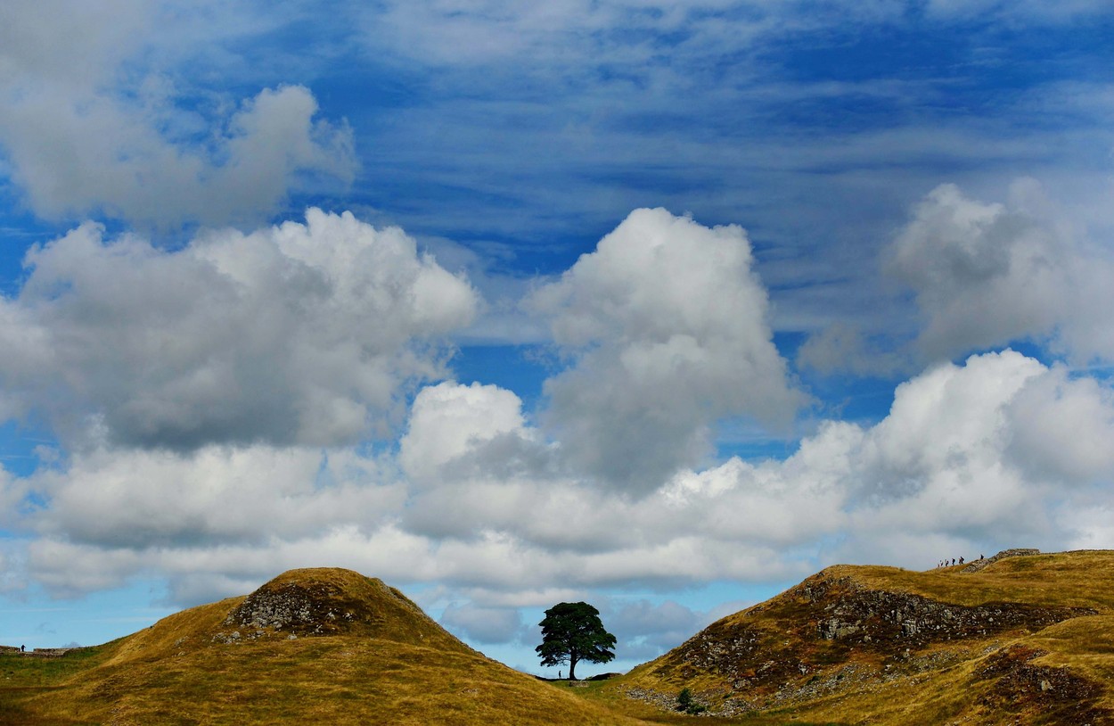 Sycamore Gap tree felled