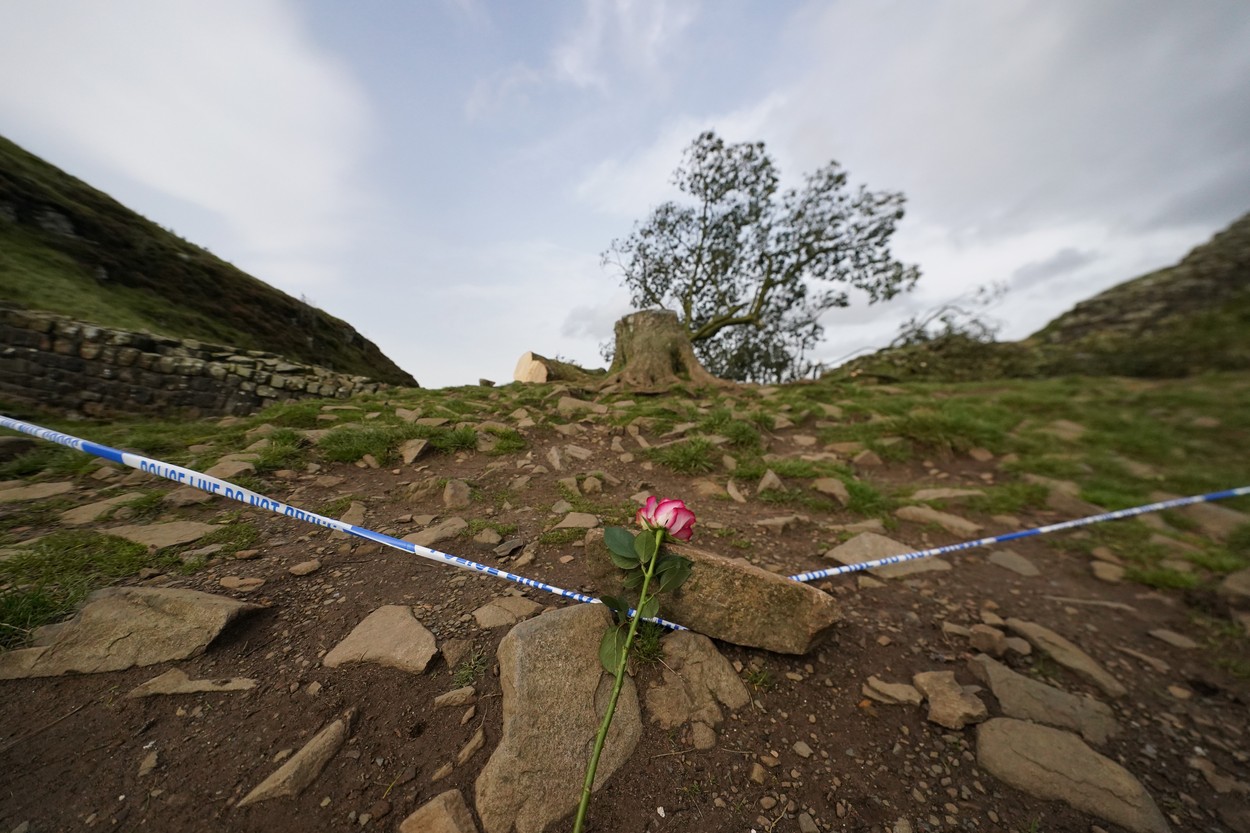 Sycamore Gap tree felled