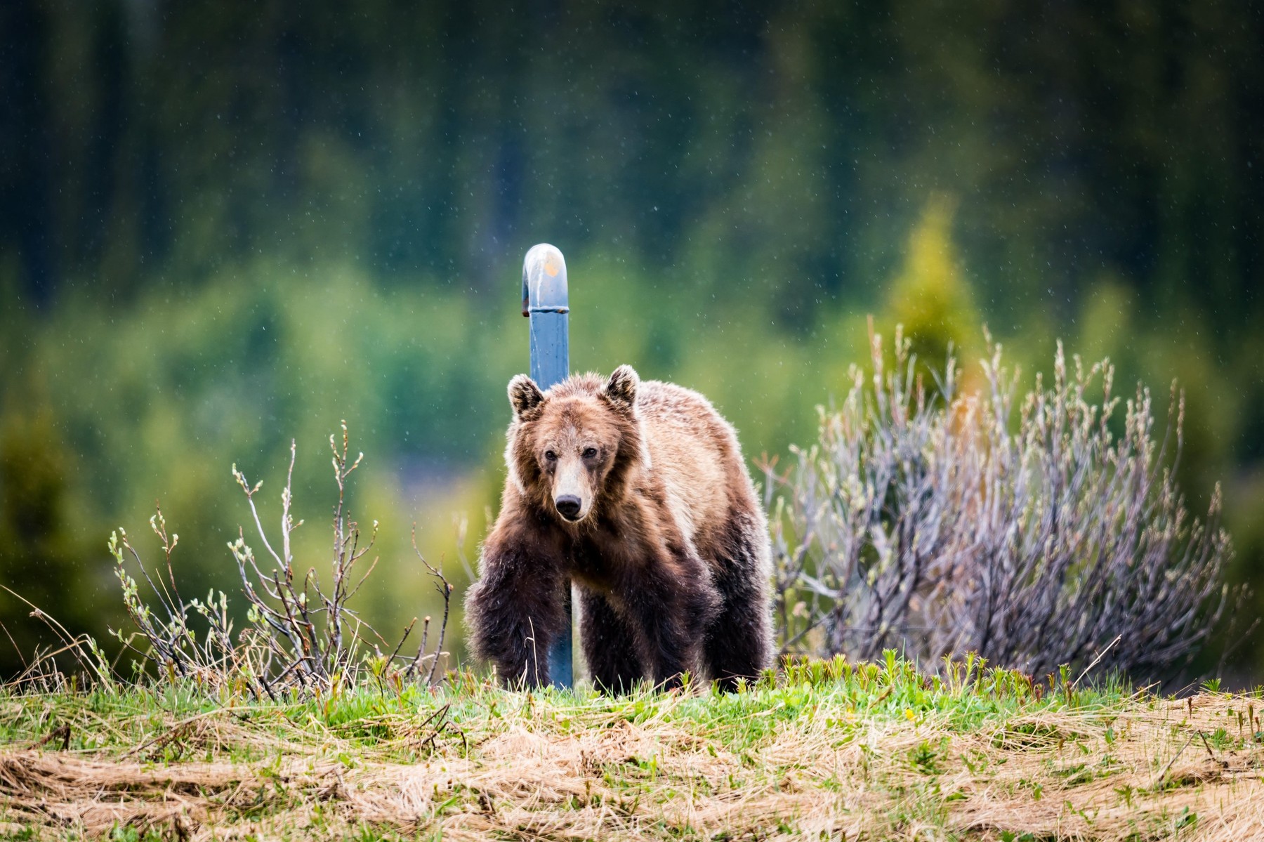 grizli, medved, kanada