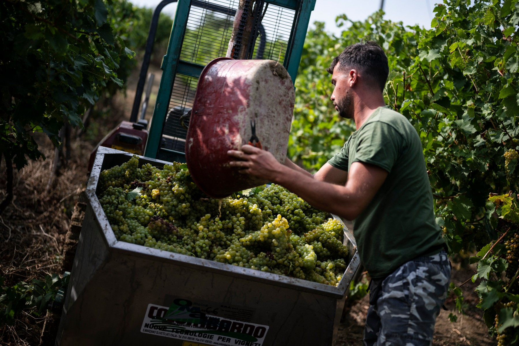 trgatev, grozdje, vinograd, vino, Italija