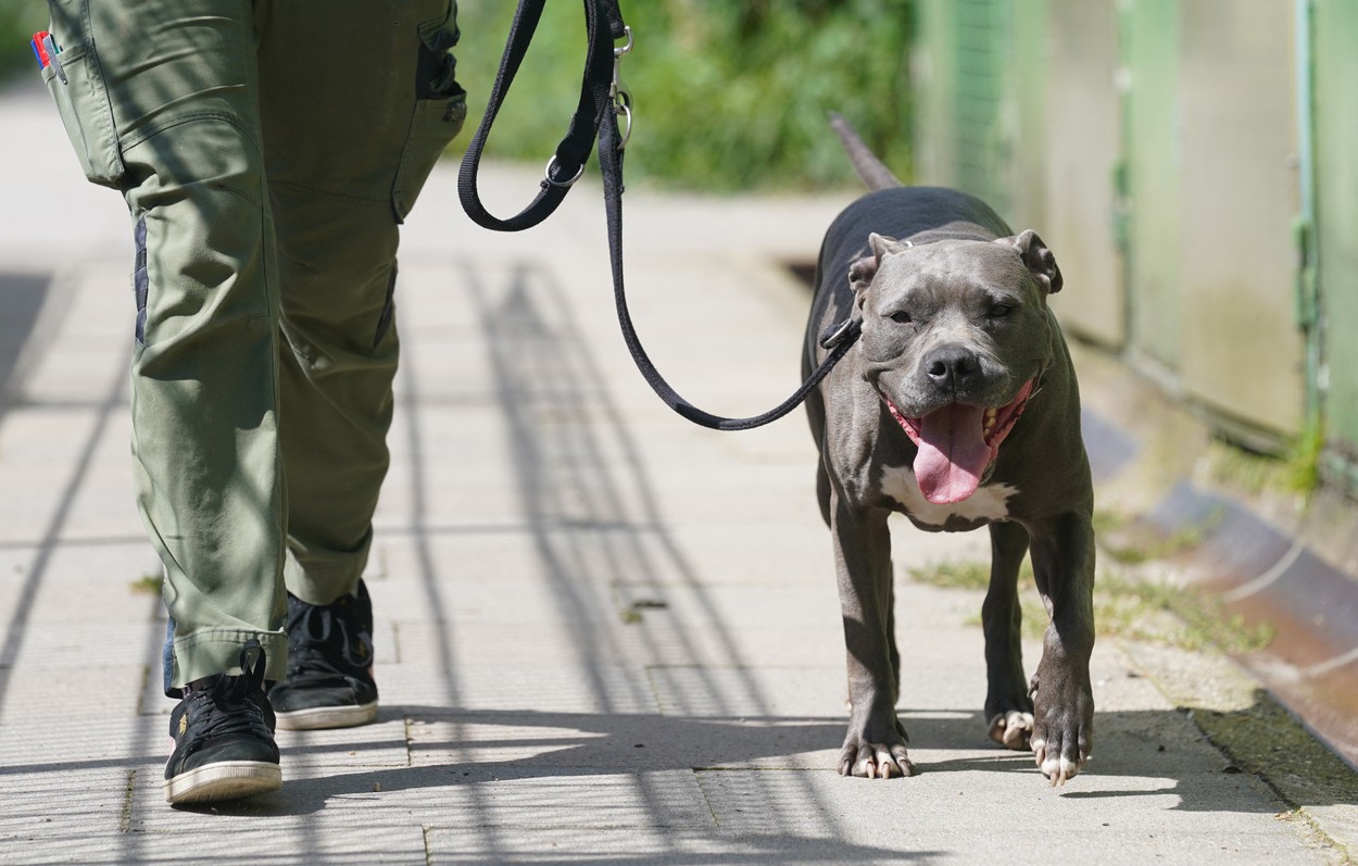 staffordshirski terier