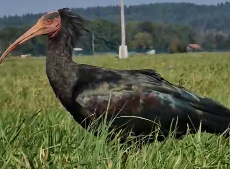 klavžar. Cerkniško polje