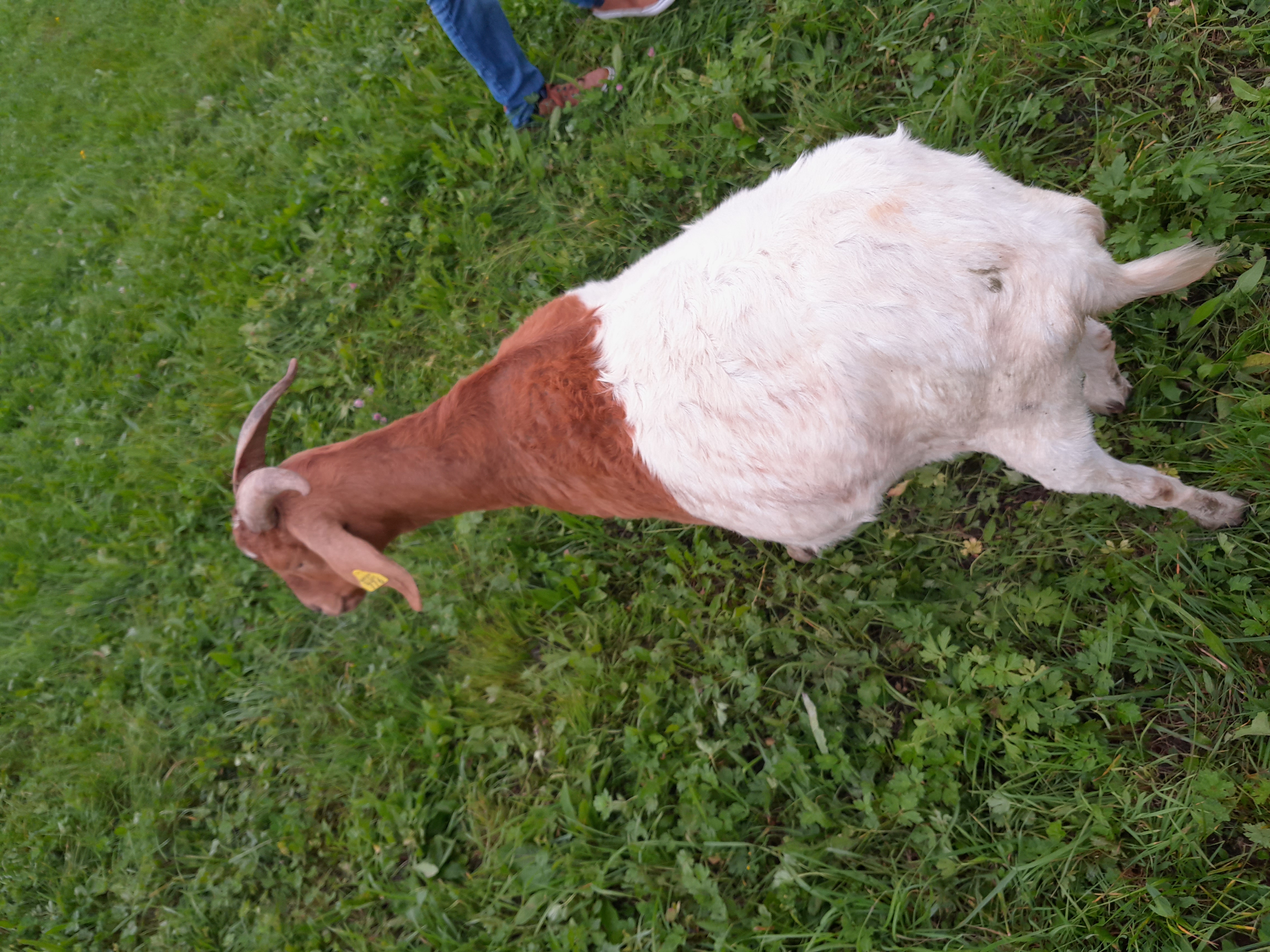 napad volkov na drobnico v občini Gorje