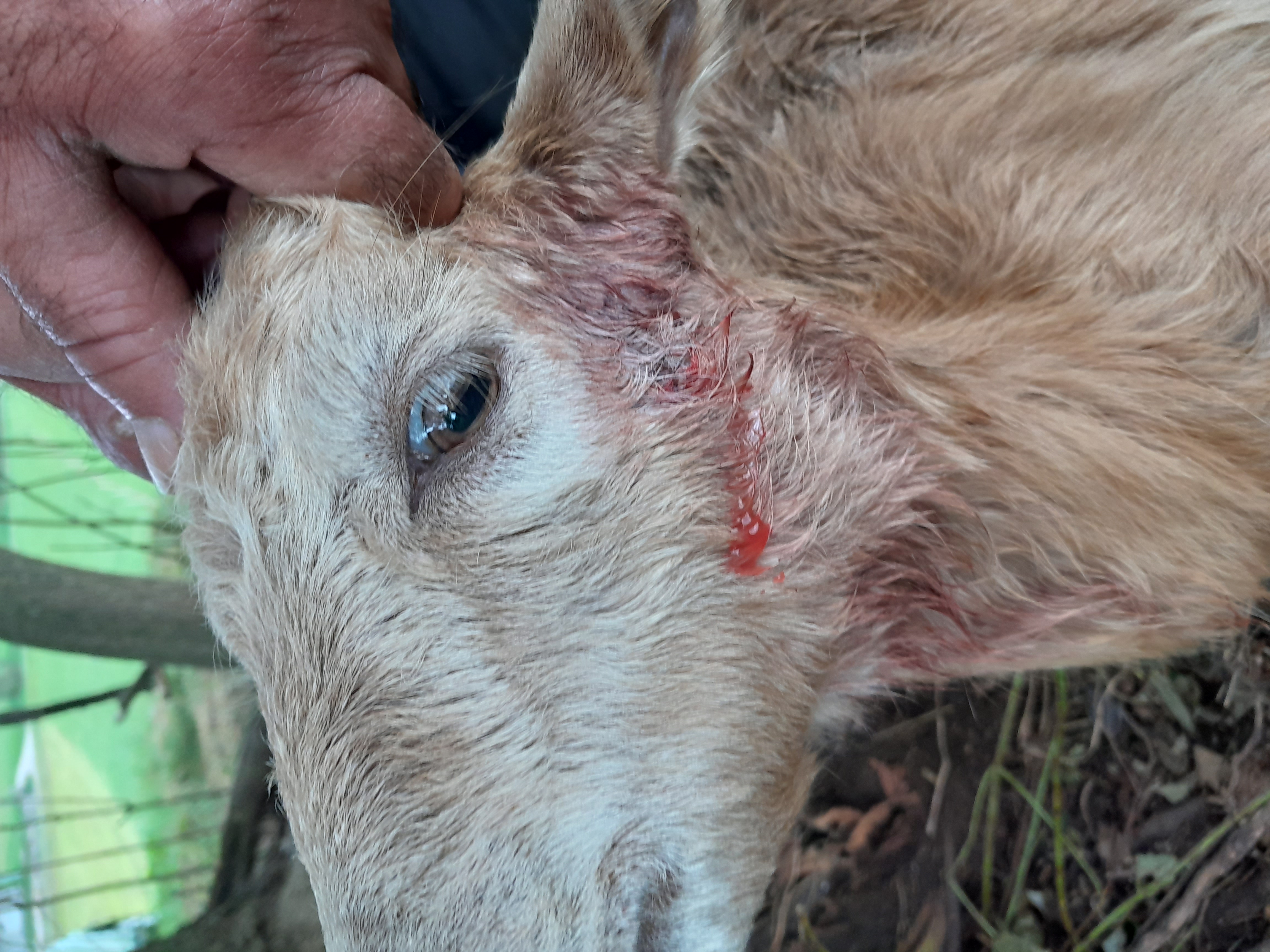 napad volkov na drobnico v občini Gorje