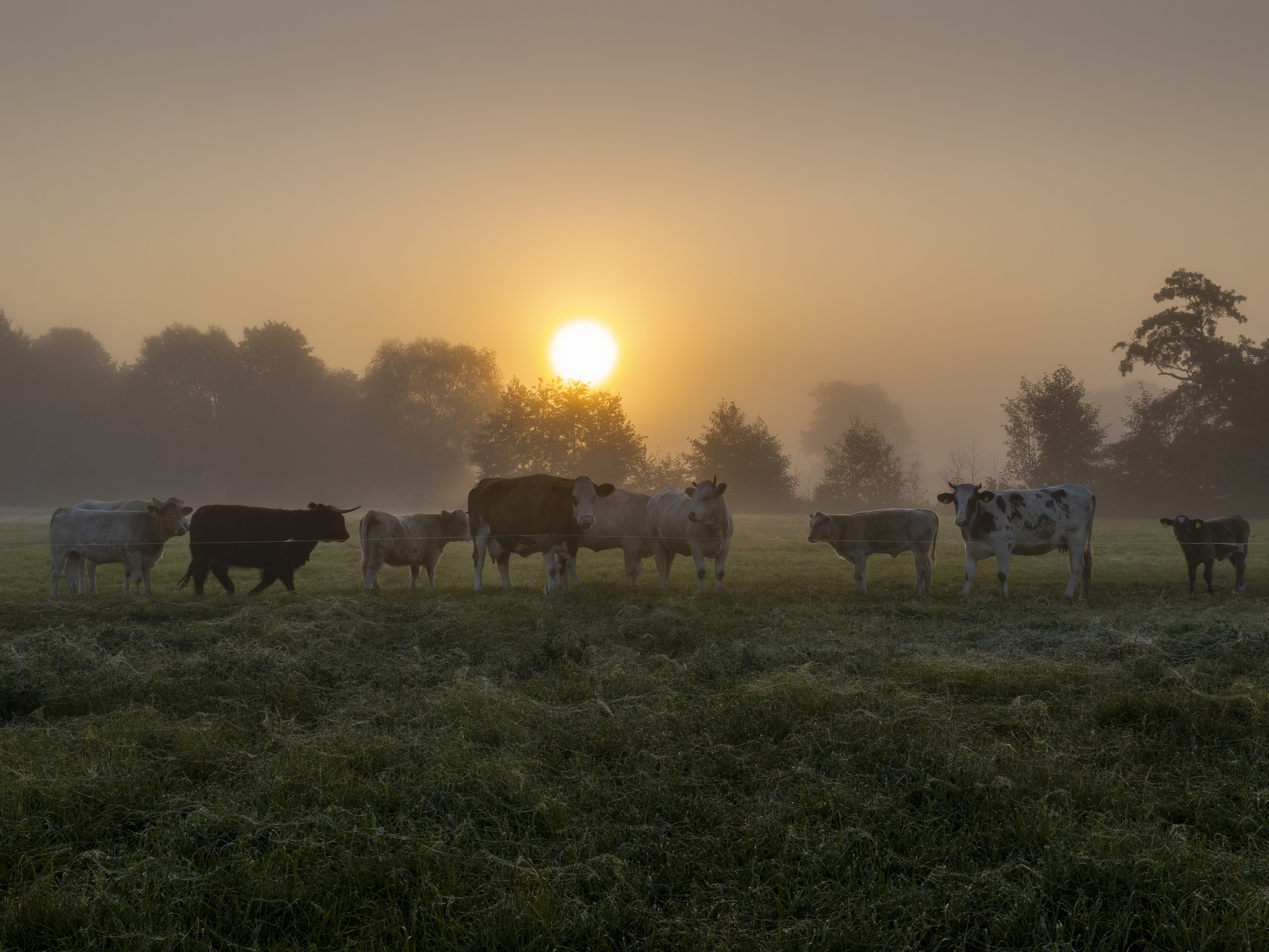 megla, jutro, vreme,