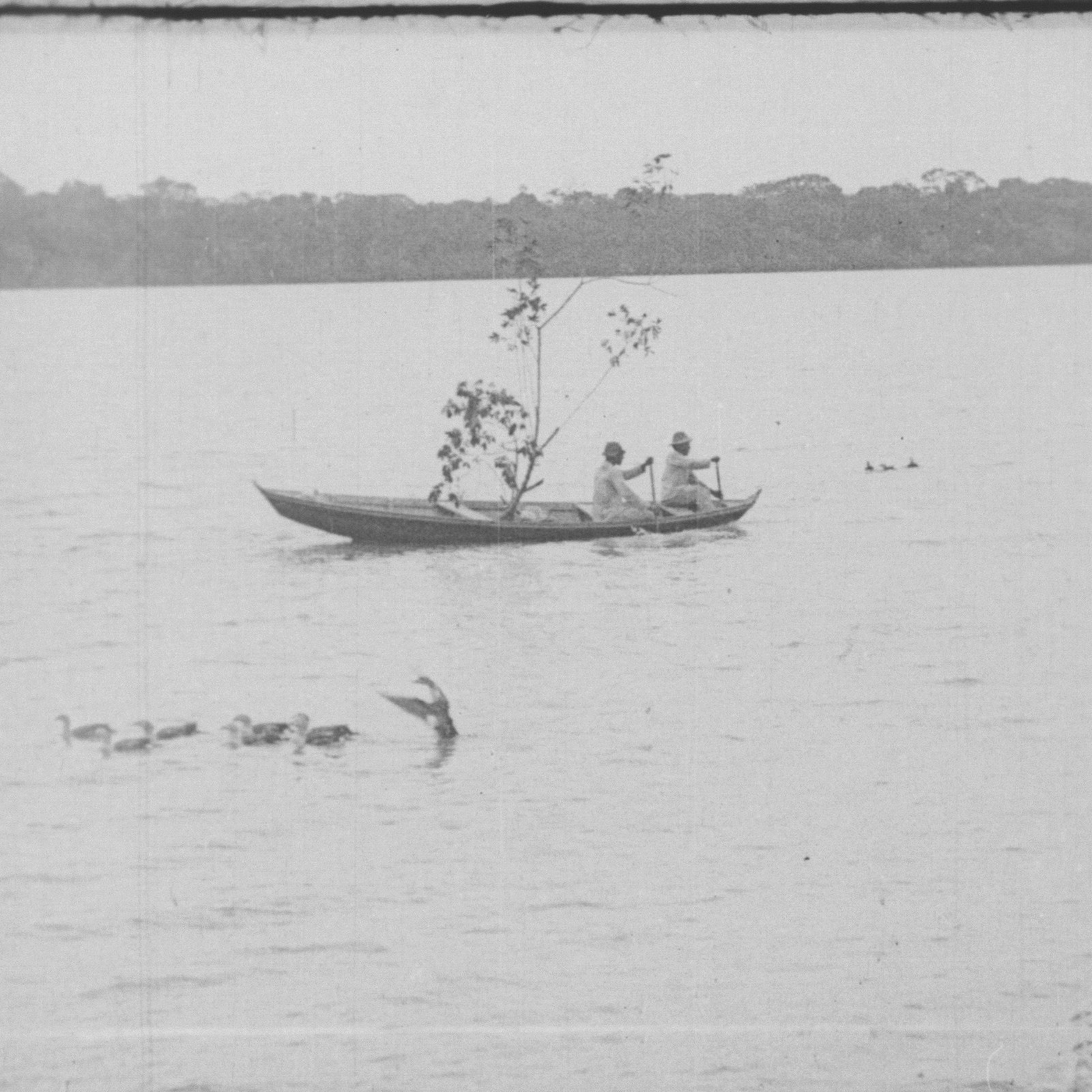 film, Amazonka, izsek