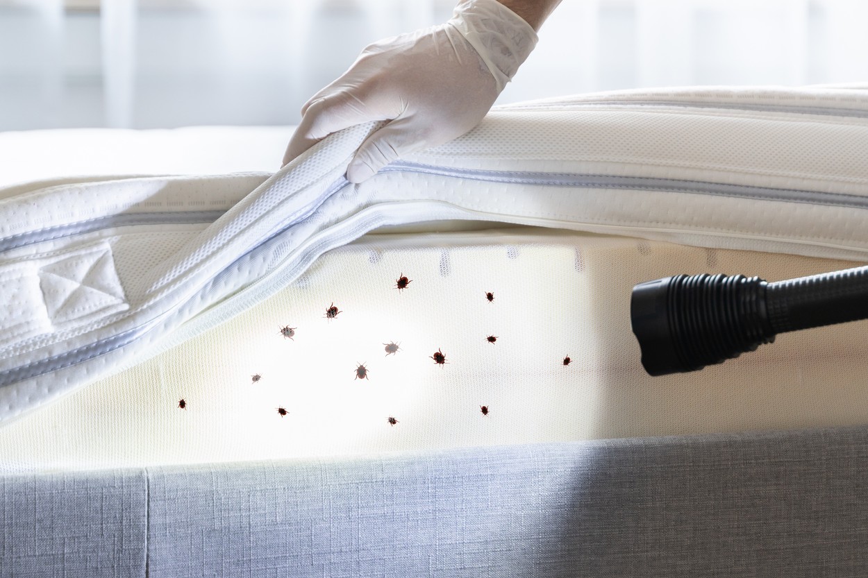 Posteljna stenica, stenice