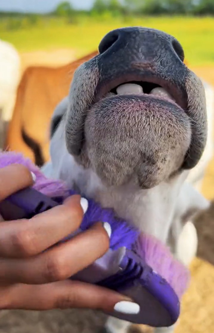 Foto: zajem zaslona/TIKTOK