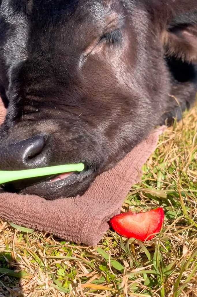 Foto: zajem zaslona/TIKTOK