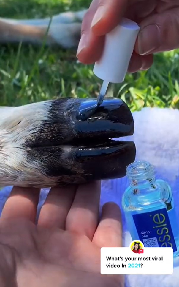 Foto: zajem zaslona/TIKTOK