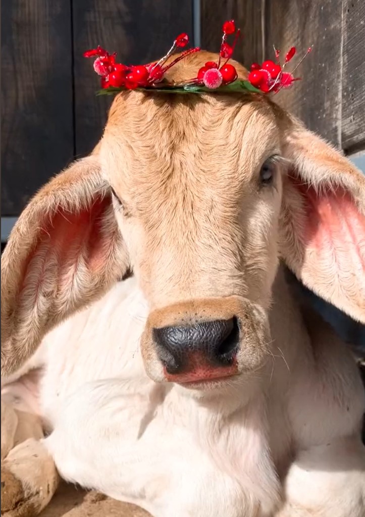 Foto: zajem zaslona/TIKTOK