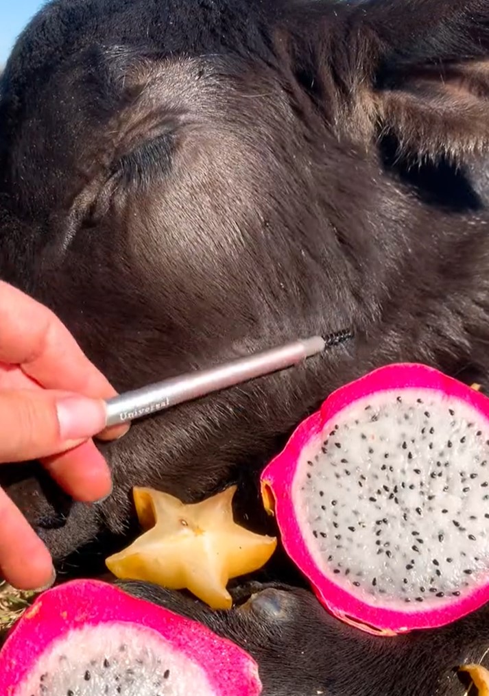 lepotilni salon, krave, razvajanje