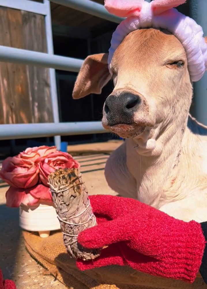 lepotilni salon, krave, razvajanje