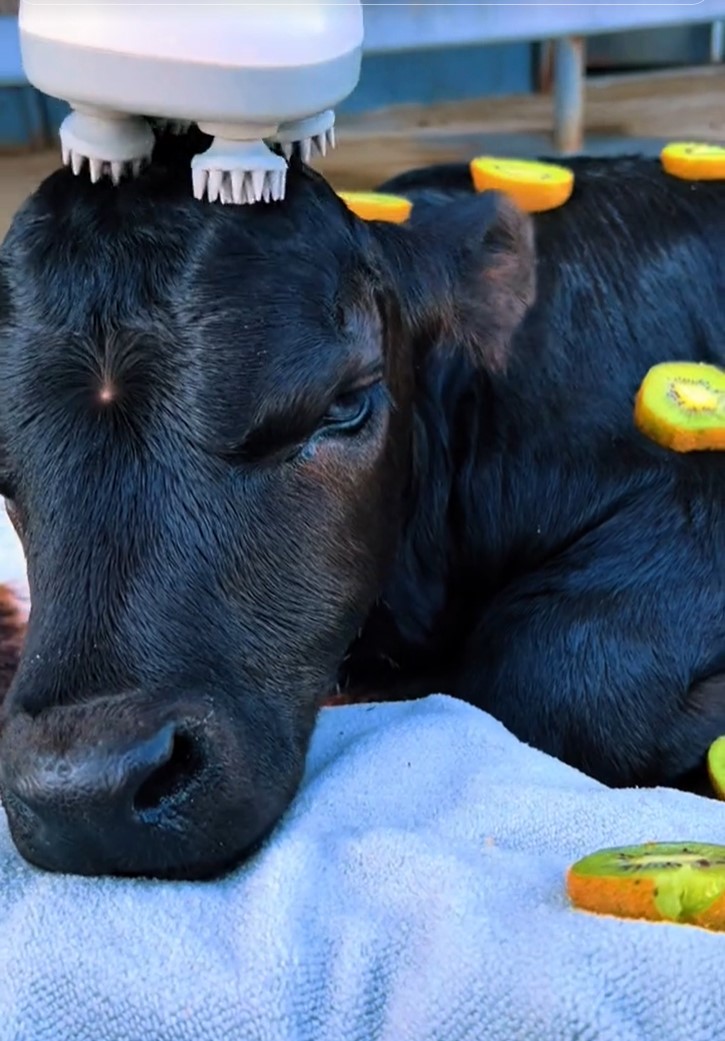 lepotilni salon, krave, razvajanje