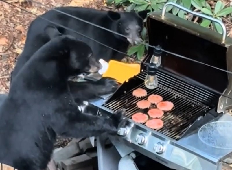 črni medved, žar, hamburger