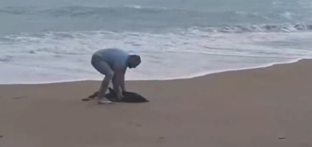 Delfinji mladič v Črni gori