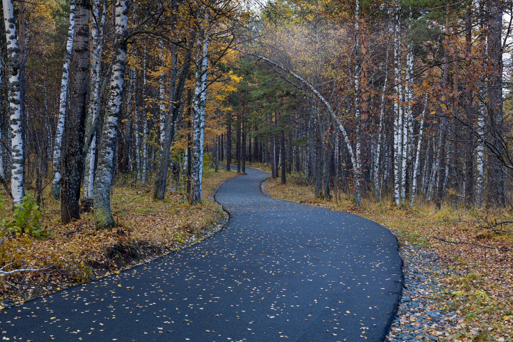 jesenski gozd, dež, oktober, listje
