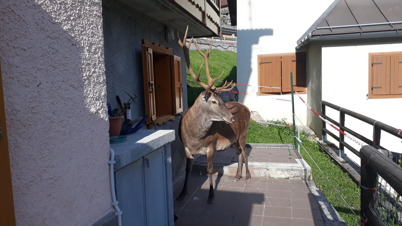 Veliki Bambi, italija, lovec