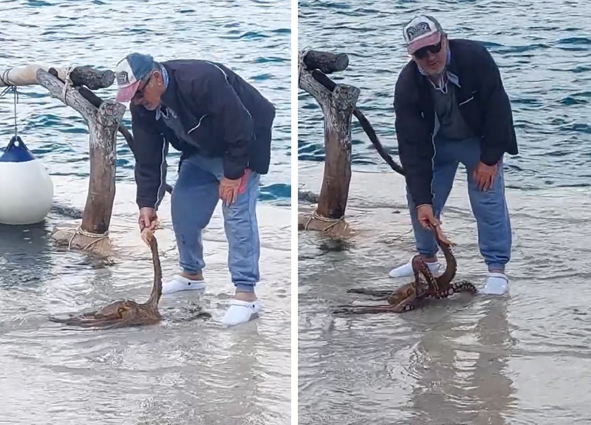 Hobotnica, frida, Hvar