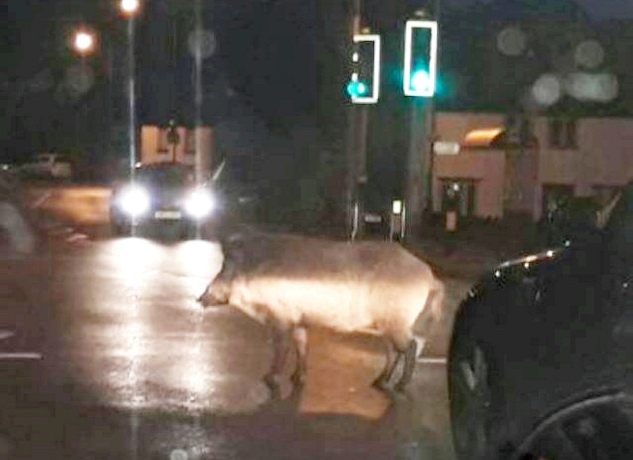 Divji prašiči, cesta