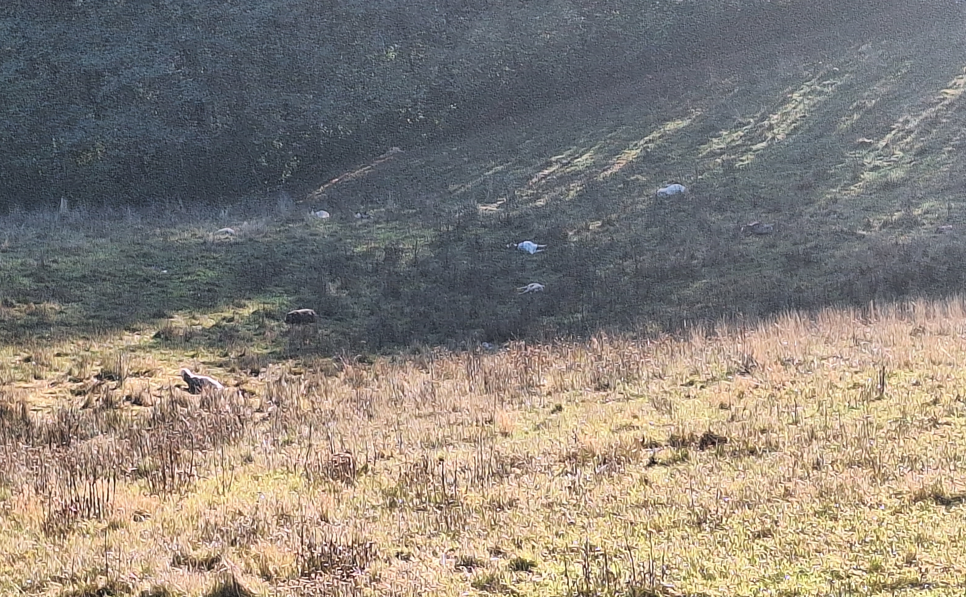 volkovi pokol Brkini