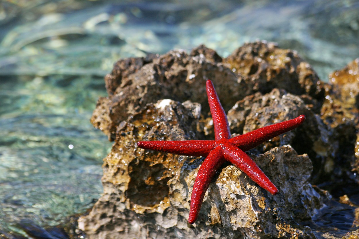 morska zvezda