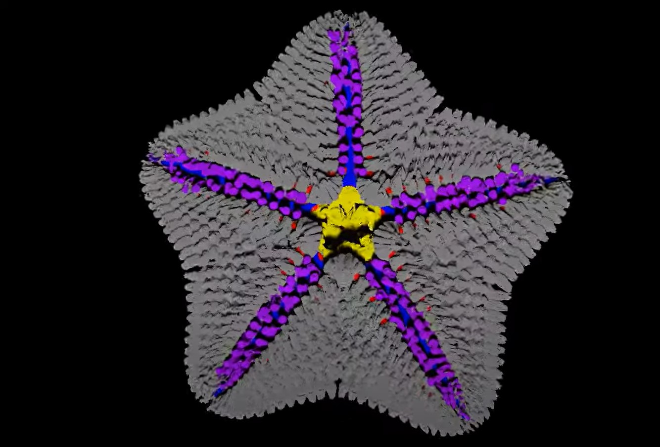 Morska Zvezda Foto Zajem zaslona YOUTUBE